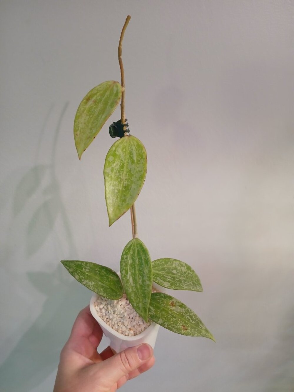 Hoya Ragsan Splash